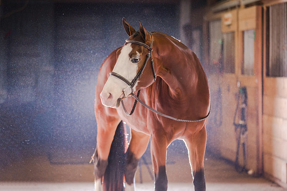 Sam + Katniss | Equine Nov2017-72